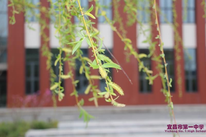改善舆论风气，共助抗疫战争——学生抗疫时评系列（六）