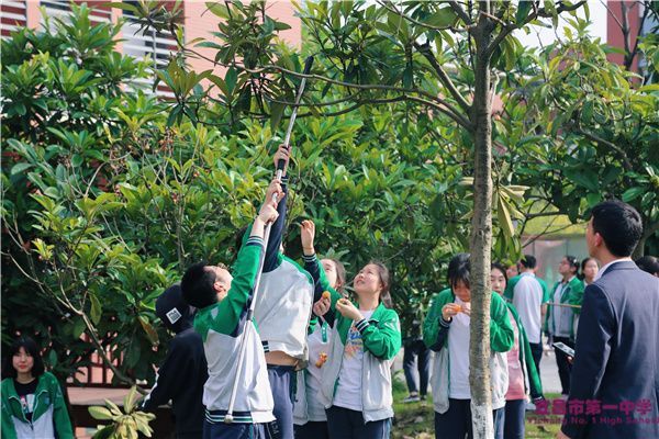 枇杷熟了—— 记宜昌一中枇杷采摘节