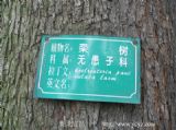 栾花飘落，一中更美