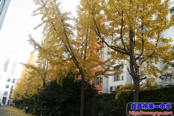 叶黄未落，时待花开——百年一中因你更加美丽