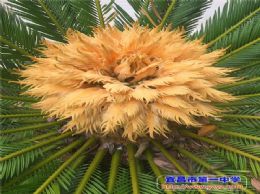 铁树开花，绣球吐蕊，美丽校园绿意浓