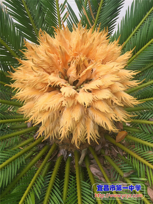 湖北宜昌一中-文脉千年,学在一中